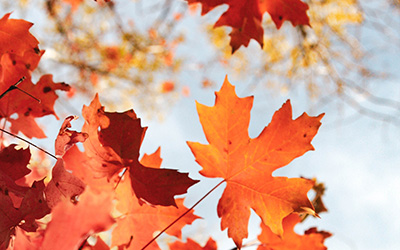 Dexway Magazine Français A1 – Édition 2