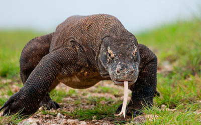 Rivista Dexway italiano A1 – Edizione 2